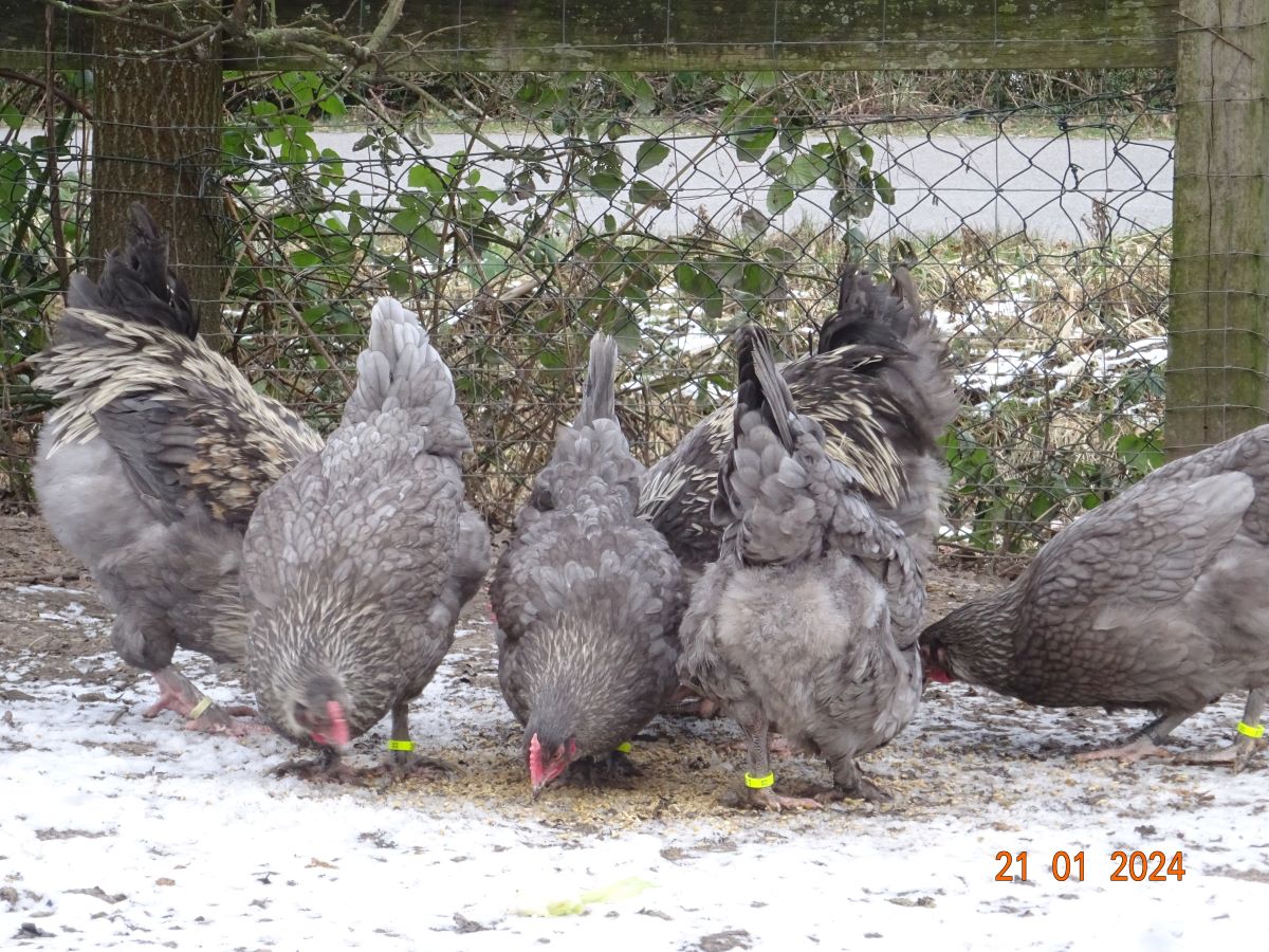 Maran blau silber Junghahn & Junghennen, Januar 2024
