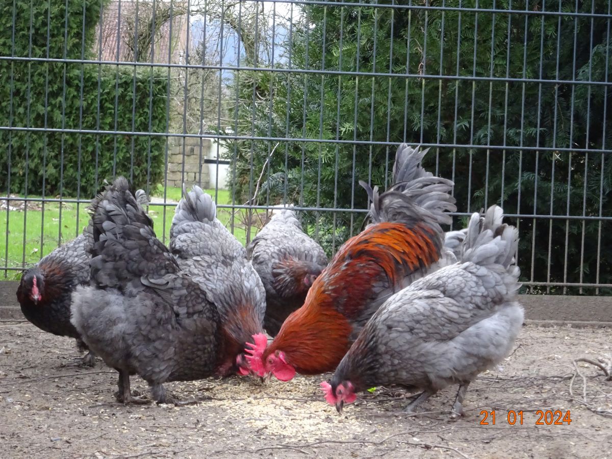 Maran blau kupfer, Januar 2024