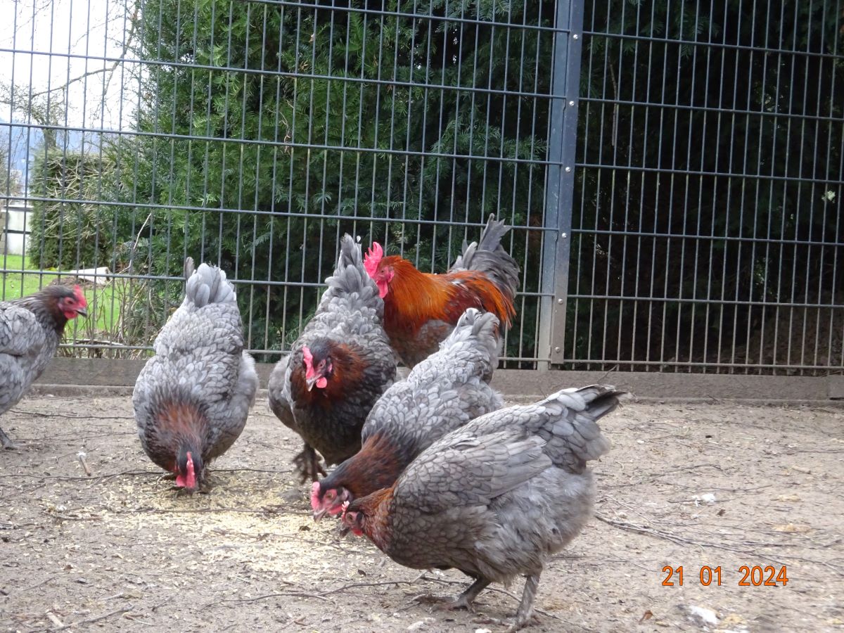 Maran blau kupfer, Januar 2024