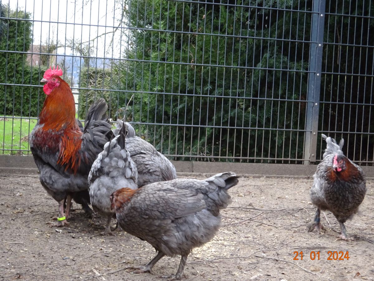 Maran blau kupfer, 21.01.2024