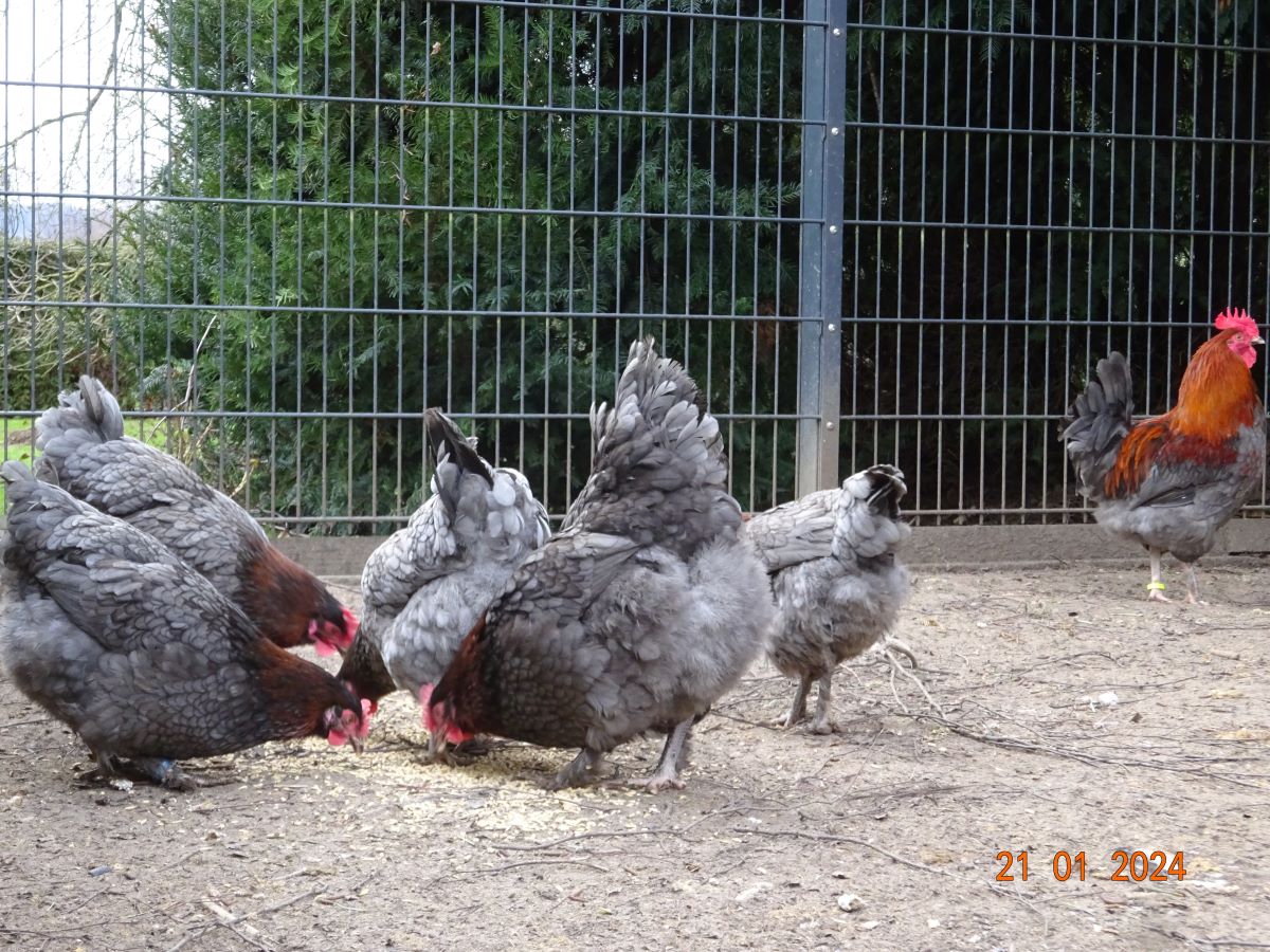 Maran blau kupfer, Januar 2024