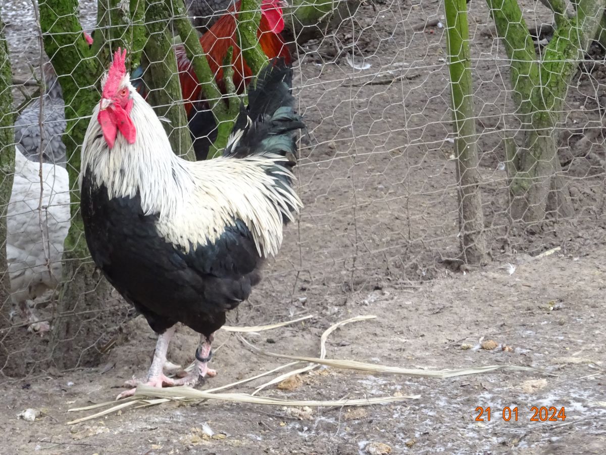 Maran schwarz silber Zuchthahn, Januar 2024