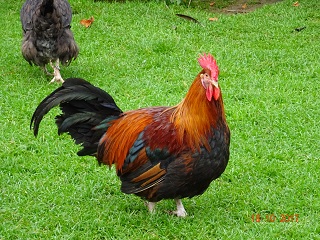 Junger goldhalsiger Dorking-Hahn 18.10.2017