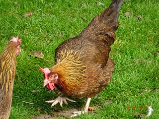 Goldhalsige Dorking Zuchthenne 18.10.2017