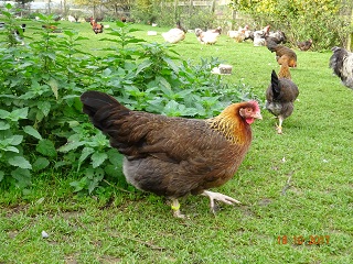 Dorking Junghenne goldhalsig 18.10.2017