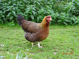 Junge Dorking-Henne goldhalsig, 18.10.2017