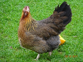 Junge goldhalsige Dorking-Henne mit Rosenkamm 15.10.2017