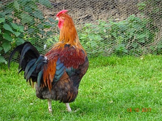 Dorking goldhalsig Jung-Hahn mit Rosenkamm 15.10.2017