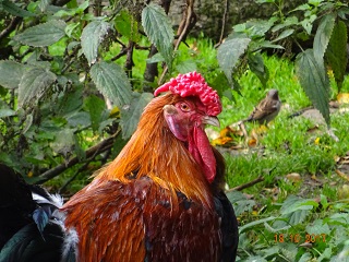 Goldhalsiger Dorking Zuchthahn aus 2016 mit Rosenkamm 15.10.2017