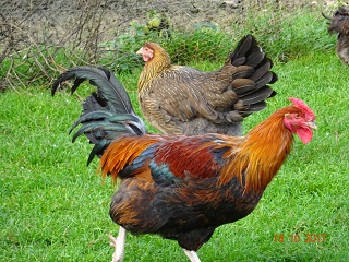 Junge goldhalsige Dorkings mit Rosenkamm 15.10.2017