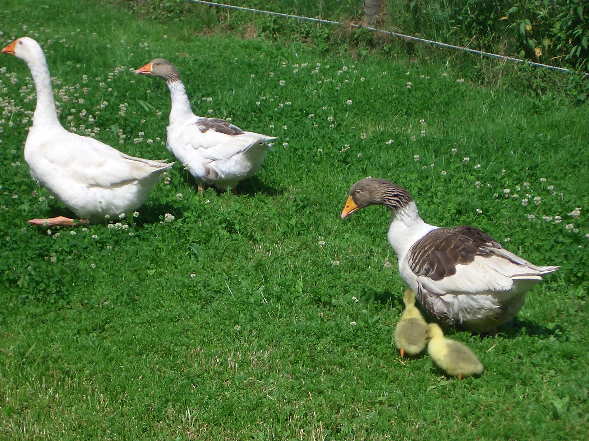 Pommerng&auml;nse mit K&uuml;ken, 2009