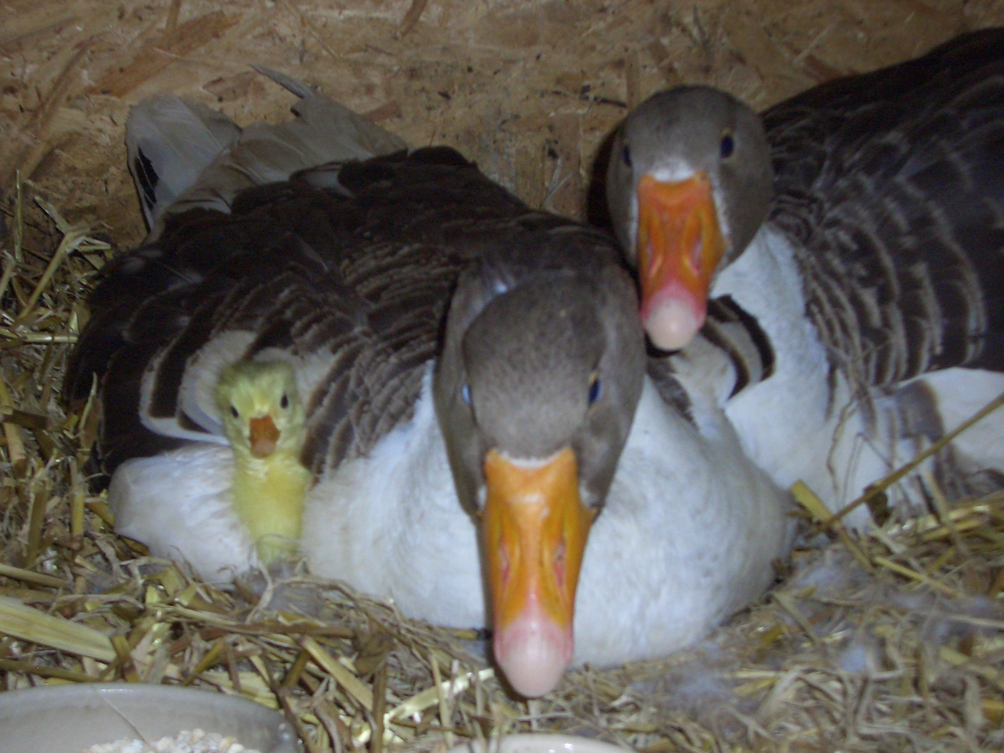 Pommerng&auml;nse mit K&uuml;ken, 2010