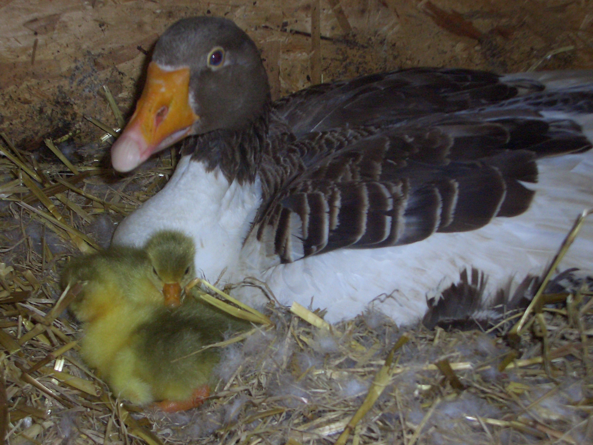 Pommerng&auml;nse mit K&uuml;ken, 2010