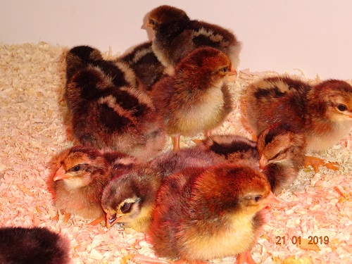 Dorking K&uuml;ken, 21.01.2019